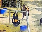 Chàng trai cưỡi ngựa bị hất văng vào chuồng