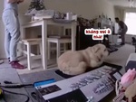 Chú chó bực bội khi sen để đồ bừa bộn