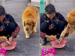 Chú chó có lòng từ bi khi thấy cụ bà làm thịt cá
