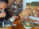Chàng trai ngơ ngác khi hai chú chó 'trong tivi' ăn mất đĩa cá