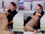 Chú chó đến động viên khi thấy cô chủ ngồi khóc