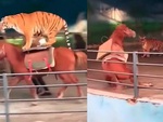 Ngựa hoảng hồn khi thấy hổ cưỡi trên lưng