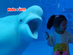 Chú cá heo khoái chí khi hù được bé gái sợ
