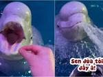 Cá heo giận dỗi vì bị sen cho ăn không khí