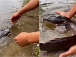 Pét cưng cá trê bơi lại gần bờ làm nũng ông chủ để xin ăn