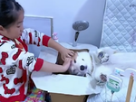 Chú chó nằm ngoan ngoãn cho cô chủ chơi trò gội đầu