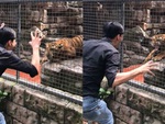 Hổ 'chán không buồn nói' khi bị thanh niên lêu lêu