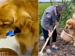 Chú chó thông minh biết chạy về nhà lấy thuốc khi thấy bà mệt