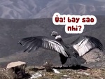 Chú chim quên cách bay khi được thả về tự nhiên
