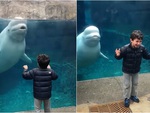 Cá heo phun nước vào bé trai vì bị lêu lêu