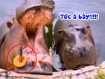 Hà mã nổi cáu vì bị troll