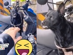 Chú chó có 'hệ điều hành' chống trộm siêu chuẩn