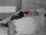 Cậu chủ hoảng hồn khi mèo cưng tha cóc lên giường