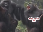Tinh tinh ngồi năn nỉ bạn đời tha lỗi