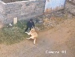 Chàng trai tay không tóm gọn con chó hung dữ lao đến cắn mình