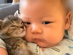 Tan chảy với những chú mèo chăm sóc em bé siêu giỏi