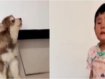 Cười sảng với chú chó bắt chước cô chủ khóc