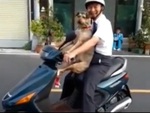 Chú chó nhảy lên xe máy ngồi chuyên nghiệp