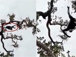 Tinh tinh 'sang chấn tâm lý' khi trổ tài làm xiếc trên cây