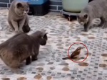 Chim giả vờ hóa đá khi bị đàn mèo bao vây