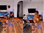 Hai chú chó sang chấn tâm lý khi giành bóng