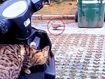 Màn phục kích bắt chim cu gáy đỉnh cao của mèo
