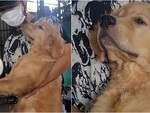 Chú chó ứa nước mắt khi bị bắt ở nhà không cho đi chơi
