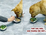 Chú chó hờn dỗi khi ông chủ xin cục xương