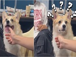 Chú chó đứng hình khi suýt bị thanh niên túm lưỡi