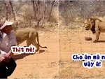 Sư tử sang chấn tâm lý vì tảng thịt rơi trúng đầu