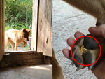 Gia chủ ngỡ ngàng khi chó cưng mang vàng về nhà