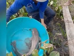Bắt cá trê khủng 10kg dưới mương