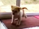 Chú chó biết chùi chân sạch sẽ mới bước vào nhà