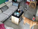 Chú chó ở nhà một mình biết mở nhạc nghe cho đỡ buồn