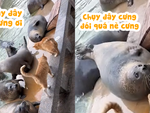 Phì cười với hải cẩu ra tín hiệu đói bụng