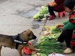 Chú chó cầm giỏ đi chợ, còn biết trả giá khi mua đồ