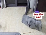 Husky xây xẩm mặt mày khi bị chăn trùm kín người