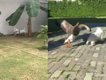 Bị chó con bắt nạt ngày nhỏ, ngỗng báo thù sau 6 tháng