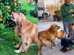 Chú chó hiểu chuyện biết ra vườn hái trái cây mời bà ăn