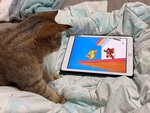 Chú mèo bất lực khi bắt chuột Jerry
