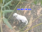 Chú chó nổi cáu khi chơi trốn tìm với cậu chủ