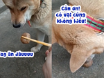 Cười sảng với chú chó xin ăn cũng phải có nguyên tắc