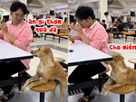 Cười sảng với chú chó kiên trì xin ăn