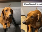 Chú chó nhất quyết đòi ăn cơm dù đã được sen cho ăn tối