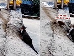 Mèo rình rập bắt chim kiểu phim ngôn tình