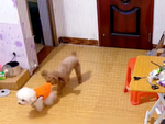 Ngỡ ngàng với độ thông minh của chú chó poodle