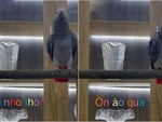 Chú vẹt trách gia chủ nói chuyện ồn ào quá