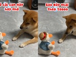Chú chó ngơ ngác với đồ chơi biết nhại giọng