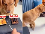 Chú chó lém lỉnh nhường phần thức ăn dở cho bạn