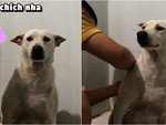 Chú chó ngoan ngoãn ngồi im khi bị tiêm